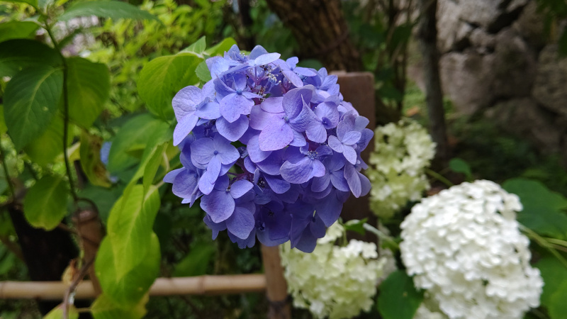 青のあじさい