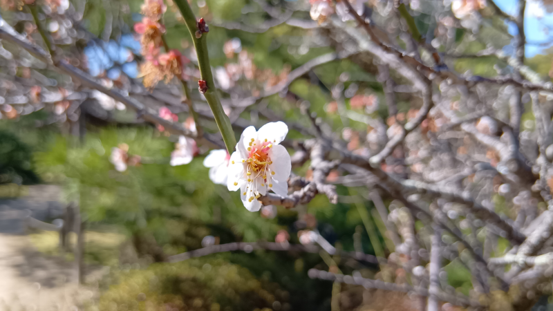 平安神宮・梅の花